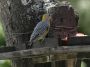 CR - 55 * Hoffmann's Woodpecker on feeder